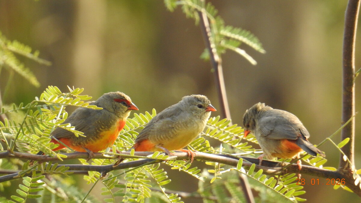 Zebra Waxbill